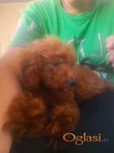 Crvena toy pudla